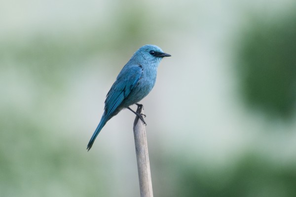 Neora Valley National Park